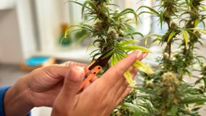 Wo bekommt man Cannabispflanzen für den Anbau?