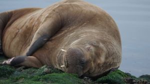 Müdes Walross auf Nordsee-Insel Baltrum gesichtet