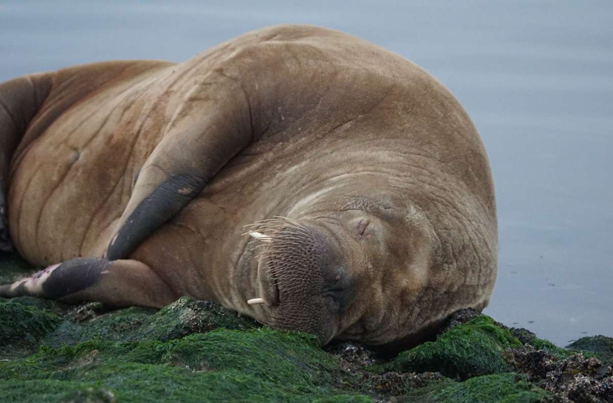 Etwas müde wirkt das Walross auf Baltrum. Foto: dpa/Bärbel Nannen