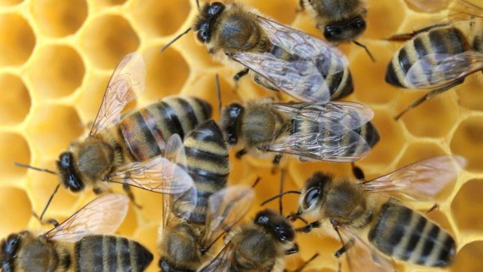 Bienenmanufaktur stellt Produktion um