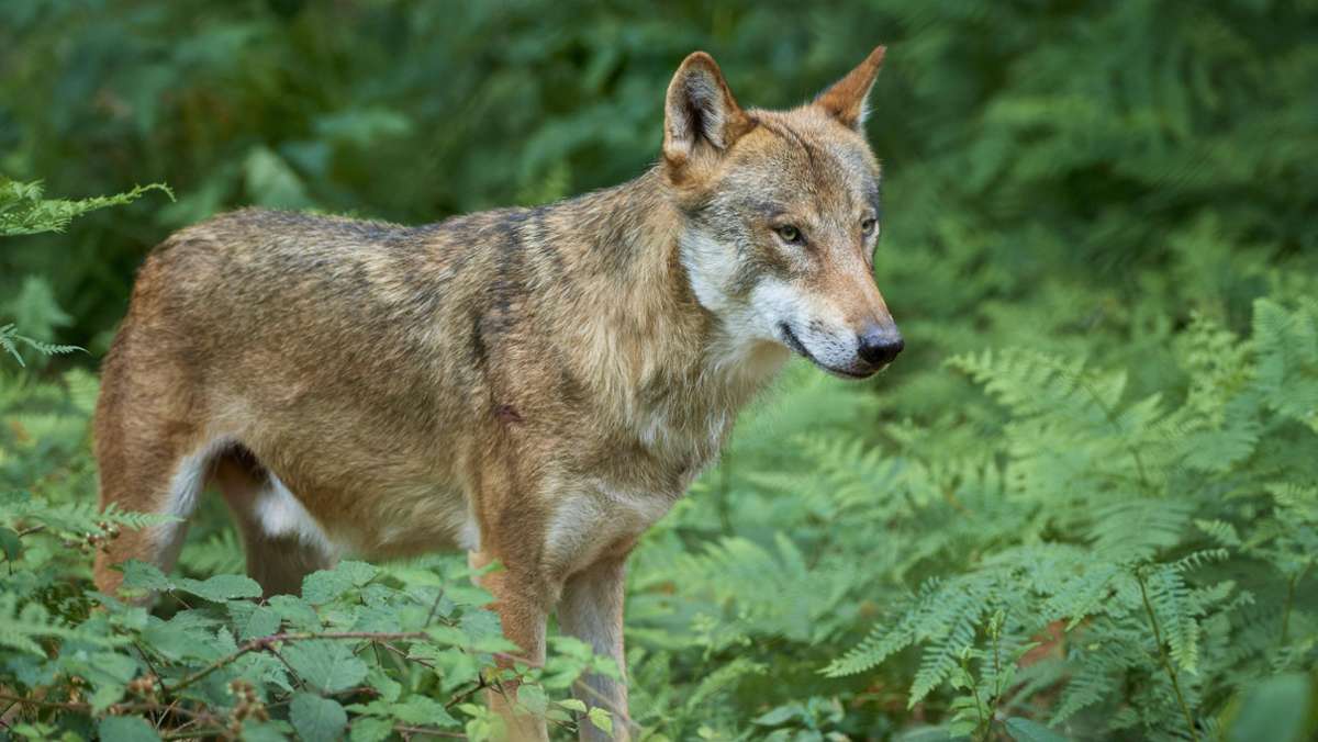 Debatte um Abschuss von Wölfen: EU-Kommission überprüft Schutzstatus der Tiere