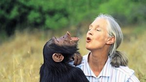 Affe Willy mit Verhaltensforscherin Jane Goodall Foto: Jane Goodall Institut