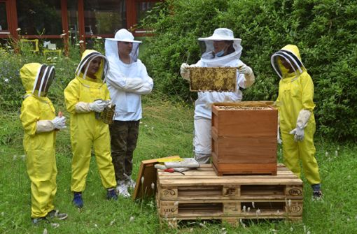 Besuch bei den Bienen: Mit kleinen Schülergruppen stattet Ulrike Angenendt dem Volk immer wieder einen Besuch ab. Foto: Werner Waldner