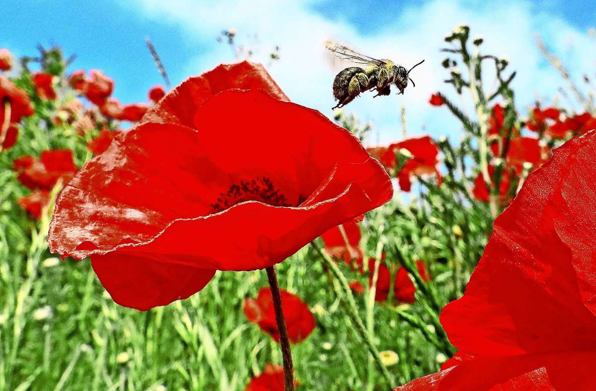 Schädigt Funkstrahlung auch die Bienen? Foto: dpa/Thomas Warnack