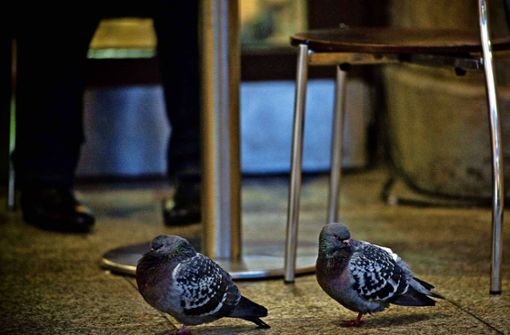 Für manche Bahnkunden sind Tauben, die nach Speiseresten picken, ungern gesehene Gäste in den gastronomischen Betrieben am Hauptbahnhof. Foto: Lichtgut/Max Kovalenko