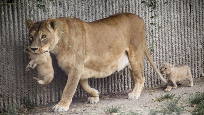 Zu wenig Platz: Zoo tötet Löwenbabys