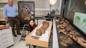 Skelett eines 300 000 Jahre alten Elefanten freigelegt