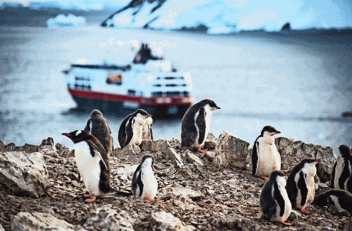 Nur eins von vielen tollen Fotomotiven: Pinguine - im Hintergrund ist das Expeditionsschiff „MS Fram“ zu sehen. Foto: Birgit-Cathrin Duval