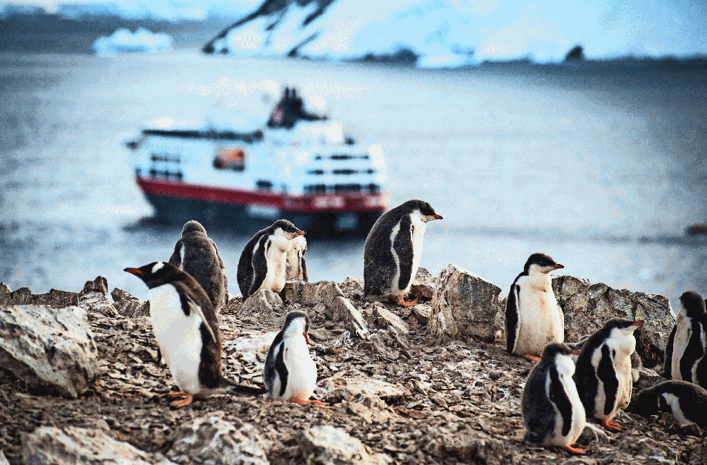 Nur eins von vielen tollen Fotomotiven: Pinguine - im Hintergrund ist das Expeditionsschiff „MS Fram“ zu sehen. Foto: Birgit-Cathrin Duval