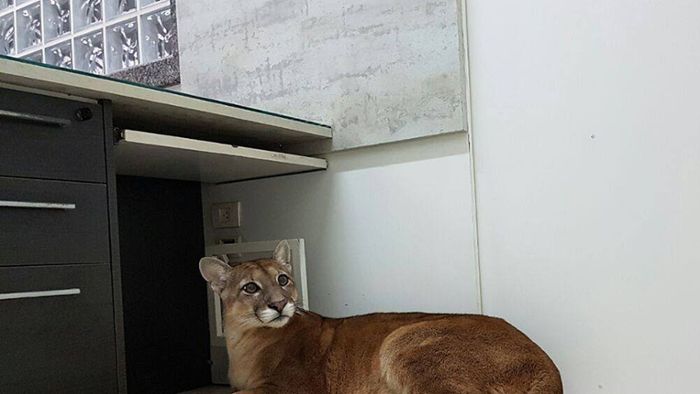 Ausgewachsener Puma überrascht Angestellte im Büro