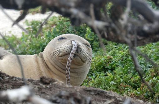 Bisher habe man noch nicht klären können, wie die Fische in die Nasen der Robben geraten seien, schreibt die Ozeanbehörde NOAA auf ihrer Internetseite. Foto: NOAA Fisheries/Brittany Dolan