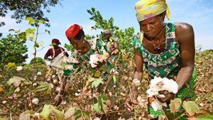 Baumwollpflückerinnen in Westafrika Foto: Paul Hahn/AbTF