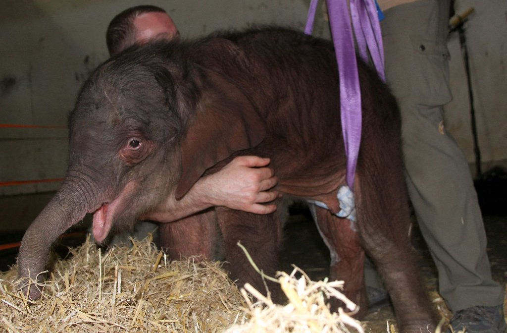Kurze nach der Geburt wurde festgestellt, dass das Elefanten-Baby unter einem gebrochenen Oberschenkel litt.