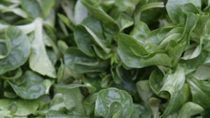 Feldsalat – fünf Fakten über den Salat Nummer eins