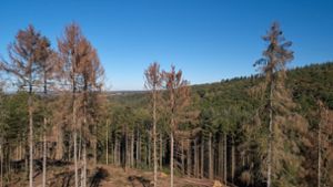 Dürre und Borkenkäfer –  Hauk verspricht Waldbesitzern 30 Millionen