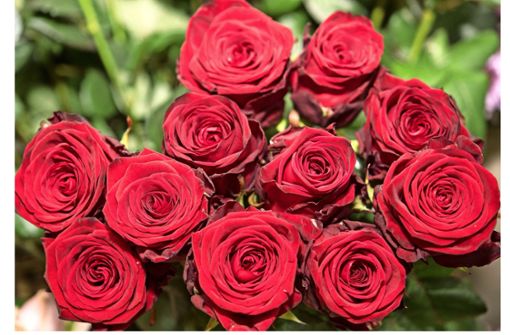Rote Rosen gehen immer – oder ist das schon zuviel? Foto: dpa/Robert Günther