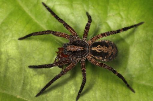 Auf grünem Untergrund fühlen sich Spinnen besonders wohl. Forscher fanden nun heraus, welche Farben die Insekten jedoch nicht sehen können. Foto: imago images