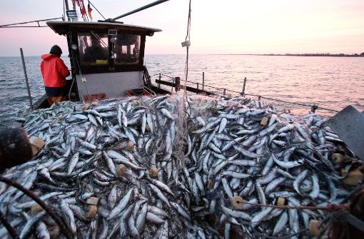 Der Pro-Kopf-Verbrauch an Fisch ist in Deutschland gestiegen. Foto: dpa