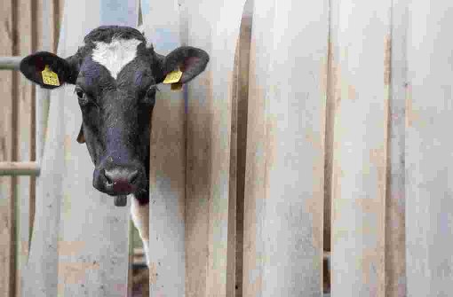 Eine Milchkuh streckt den Kopf aus einem Stall – die Merkmale der Tiere werden  genau erfasst. Foto: dpa