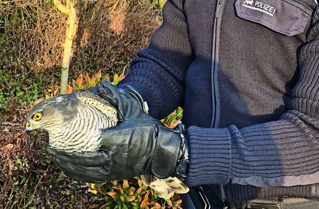 Die Beamten brachten den verletzten Greifvogel zur Versorgung in ein Tierheim. Foto: Polizeipräsidium Reutlingen