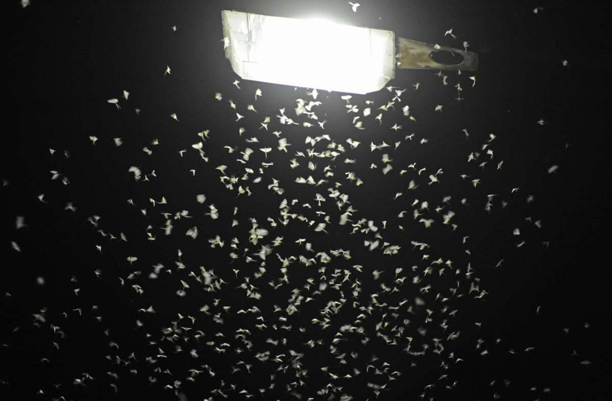 Die Lichtverschmutzung bringt vielen Insekten den Tod.