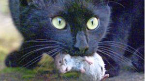 Viele Katzen sind unbelehrbar. Mit Mäusen soll man nicht spielen. Foto: Weißbrod
