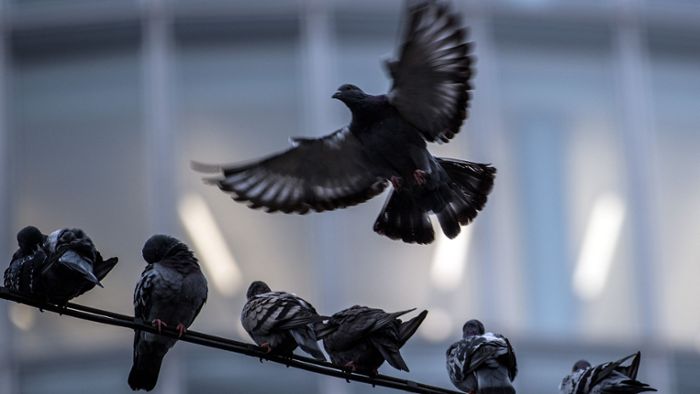 Schon wieder tote Vögel  – und mutmaßliches Gift