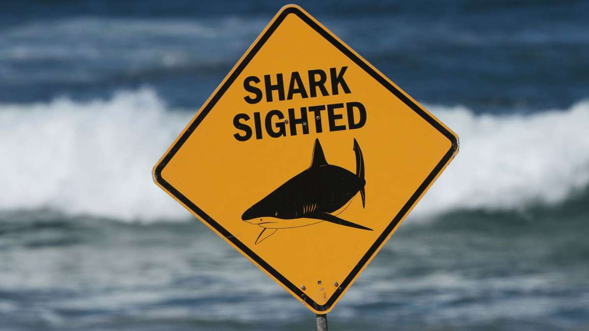 Shark attack in Australia - | Bull shark attacks Swiss couple - | Did ...