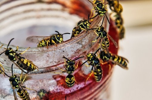 Wespen werden von süßen  Lebensmitteln stark angezogen Foto: dpa