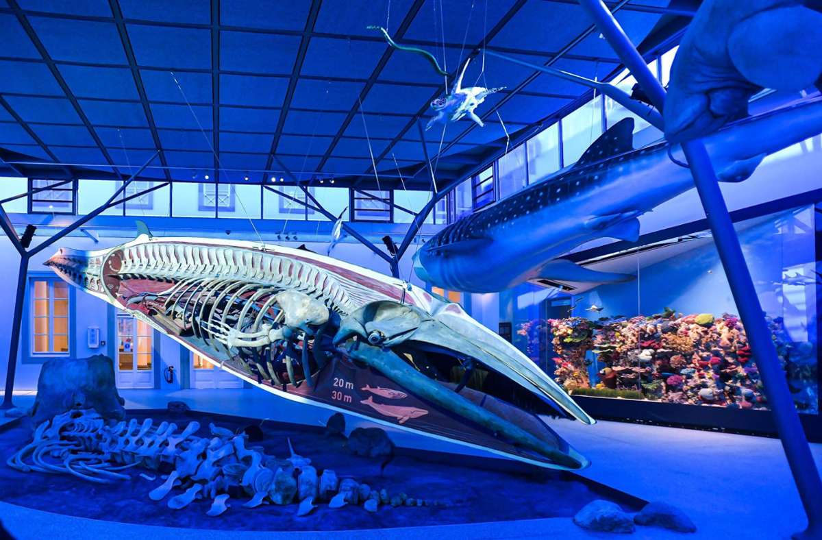 Der neue Meeressaal mit Seiwal im Schloss Rosenstein in Stuttgart. In dem Museum können Besucher eine Entdeckungsreise durch die Artenvielfalt erleben.