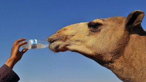 Sehr viel Durst hat ein Kamel am Rande des King Abdulaziz Fest für herrausragende Kamele in El Baten in Saudi-Arabien. Insgesamt nehmen 2700 Kamele mit einem Gesamtwert von über 300 Millionen Euro (!) teil. Foto: dpa