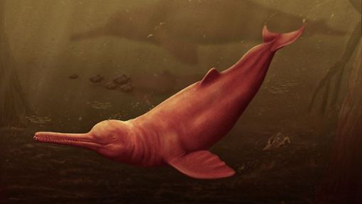Grafische Rekonstruktion des Delfins Pebanista yacuruna, der vor 16 Millionen Jahren in den trüben Gewässern des peruanischen Ur-Amazoniens. Foto: Jaime Bran/dpa