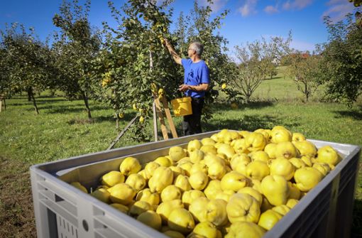 Obstanbau In Herrenberg Quitten Bringen Eine Reiche Ernte