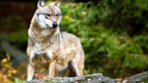 Genetische Untersuchungen bestätigen Angriff durch Wolf