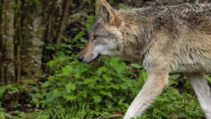 Erstes Wolfsrudel im Schwarzwald nachgewiesen
