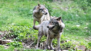Entkommene Wölfe: Da waren die Raubtiere noch im bekannten Park Alpha in den französischen Alpen Foto: Imago/Hans Lucas