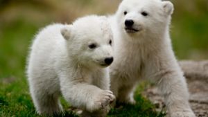 Die Eisbären-Zwillinge aus dem Tierpark Hellabrunn haben ihren ersten Ausflug hinter sich. Foto: dpa