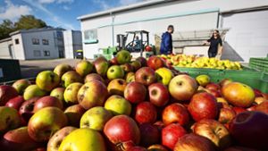 Auch  in Dettingen sind weniger Äpfel als im Vorjahr angeliefert worden. Foto:  