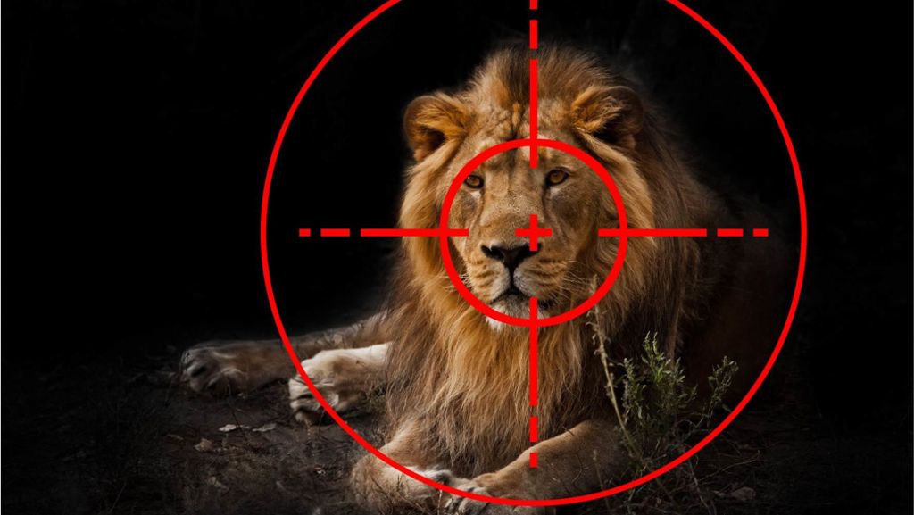 Wilderei in Afrika: Löwen werden Köpfe und Pfoten abgehackt