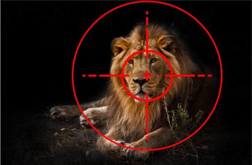 Der König der Tiere im Fadenkreuz: Allein 2018 töteten Wilderer 600 Löwen. Foto: Adobe /Mikhail Semenov  Montage: Pichlmaier