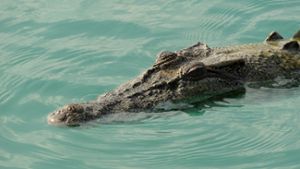 Leben Krokodile im Meer?