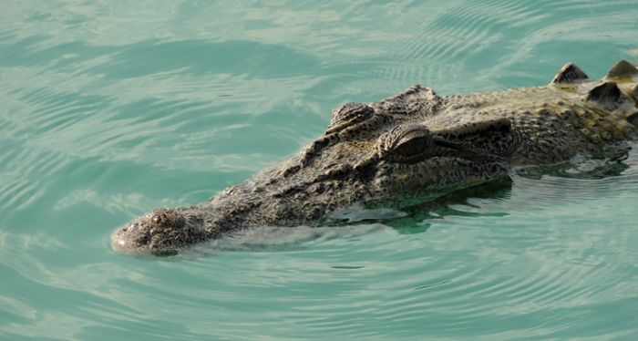 7 vs. Wild in Panama: Leben Krokodile im Meer?