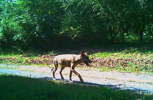 Einsamer Wolf am Waldrand: Trotz eingeschränkter Qualität gilt die Aufnahme einer Fotofalle als gesicherter Nachweis. Foto: Umweltministerium