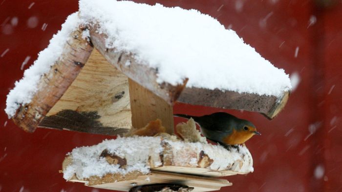 Warum sind so wenige Wintervögel in unseren Gärten?