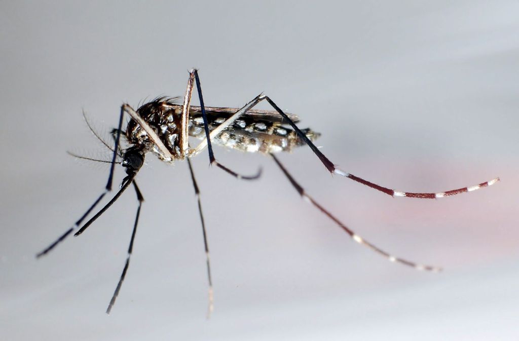 Platz 10 Dengue-Virus: Das Dengue-Virus ist das durch Mücken am stärksten verbreitete Virus und infiziert jährlich zwischen 50 und 100 Millionen Menschen in Urlaubsgebieten wie Thailand und Indien. Symptome ähneln die einer Grippe. Es kann allerdings auch zu inneren Blutungen kommen. Einer von zehn Erkrankten kann daran sterben.