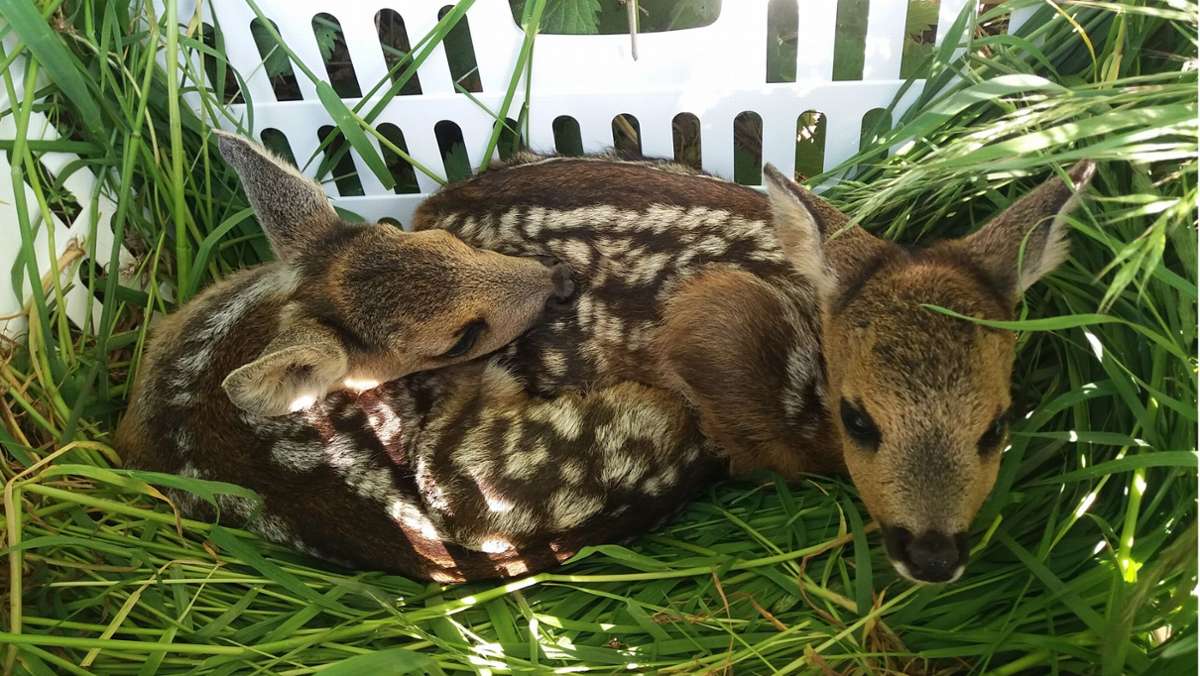 Tierschutz im Rems-Murr-Kreis: Bambi-Retter rüsten sich für die Saison