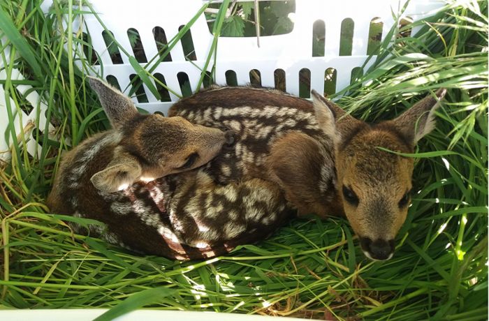 Tierschutz im Rems-Murr-Kreis: Bambi-Retter rüsten sich für die Saison