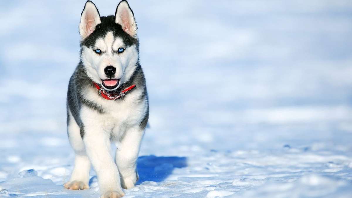 Zwölf tote Huskies: Schlittenhunde in Dobel offenbar vergiftet