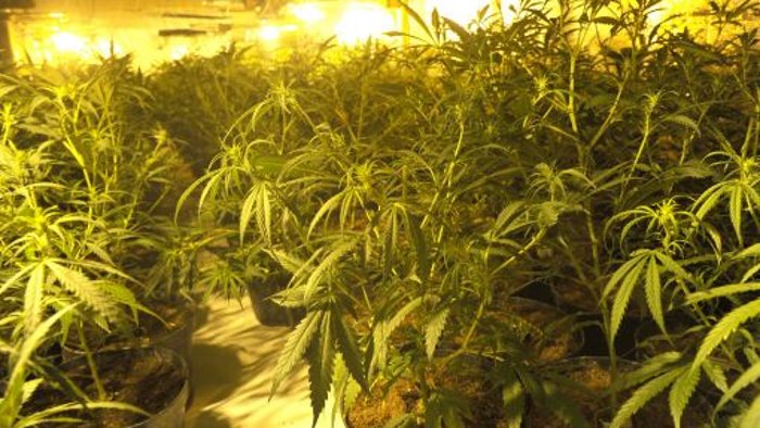 26. August: Polizei muss Cannabis-Pflanzen ernten