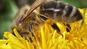 Bienenfreundlicher Garten unerwünscht?